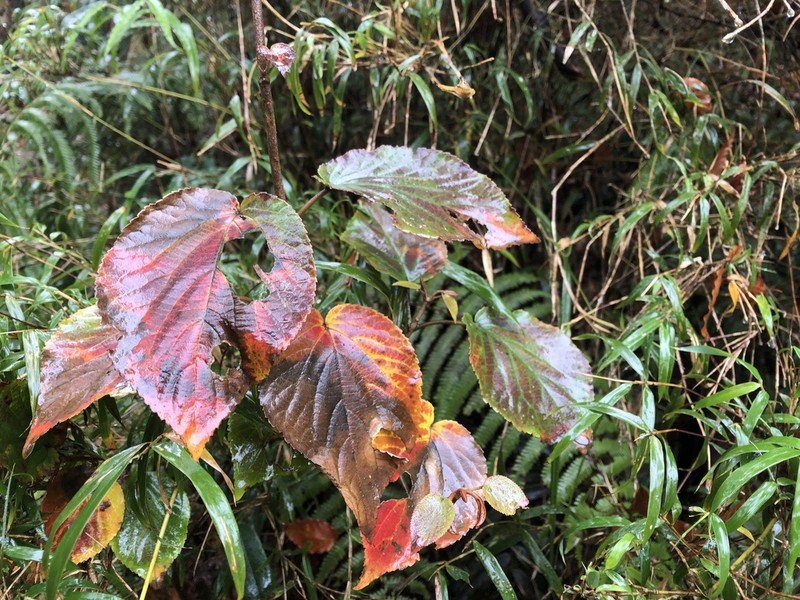 Viburnum furcatum photo 3