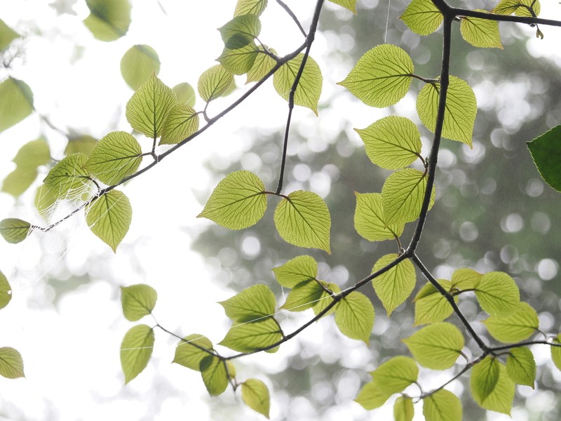 Viburnum furcatum photo 4