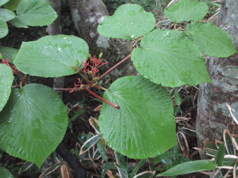 Viburnum furcatum photo 5