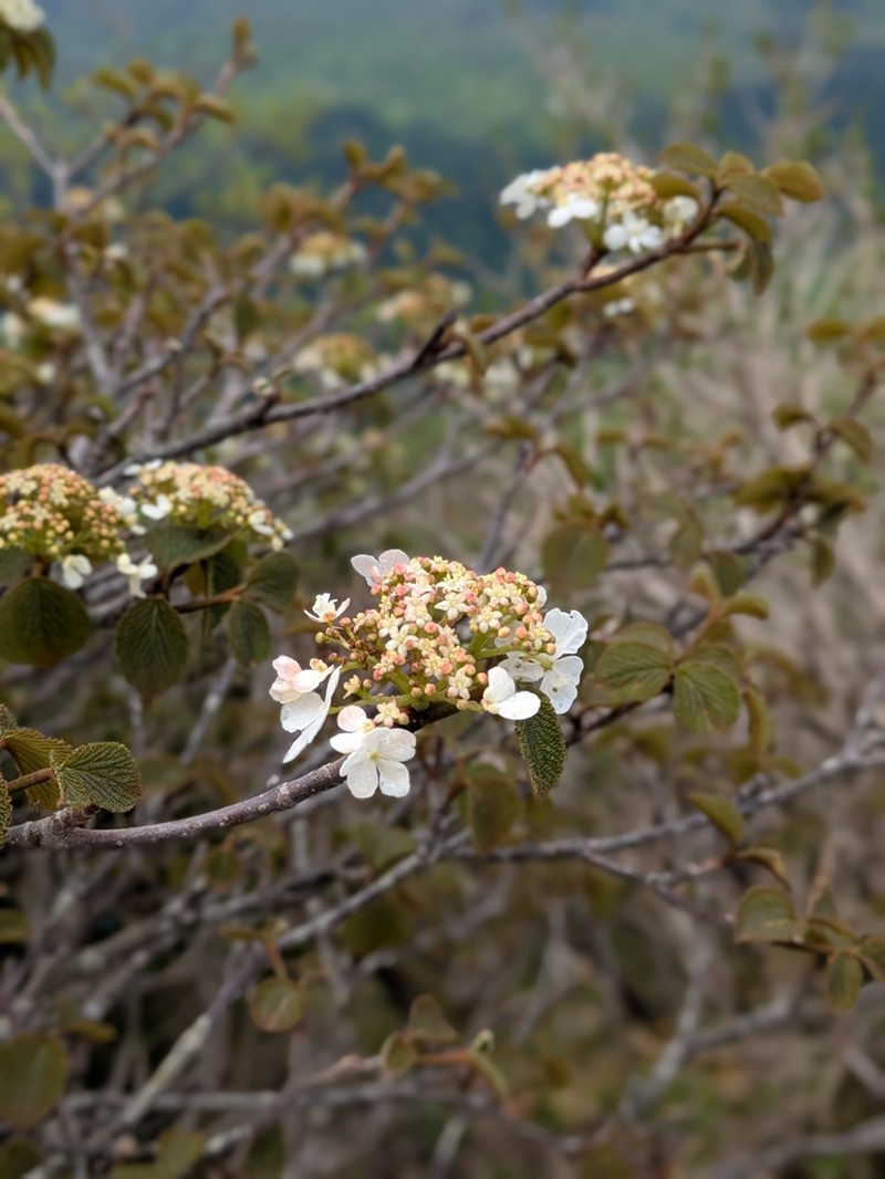 Viburnum furcatum photo 6