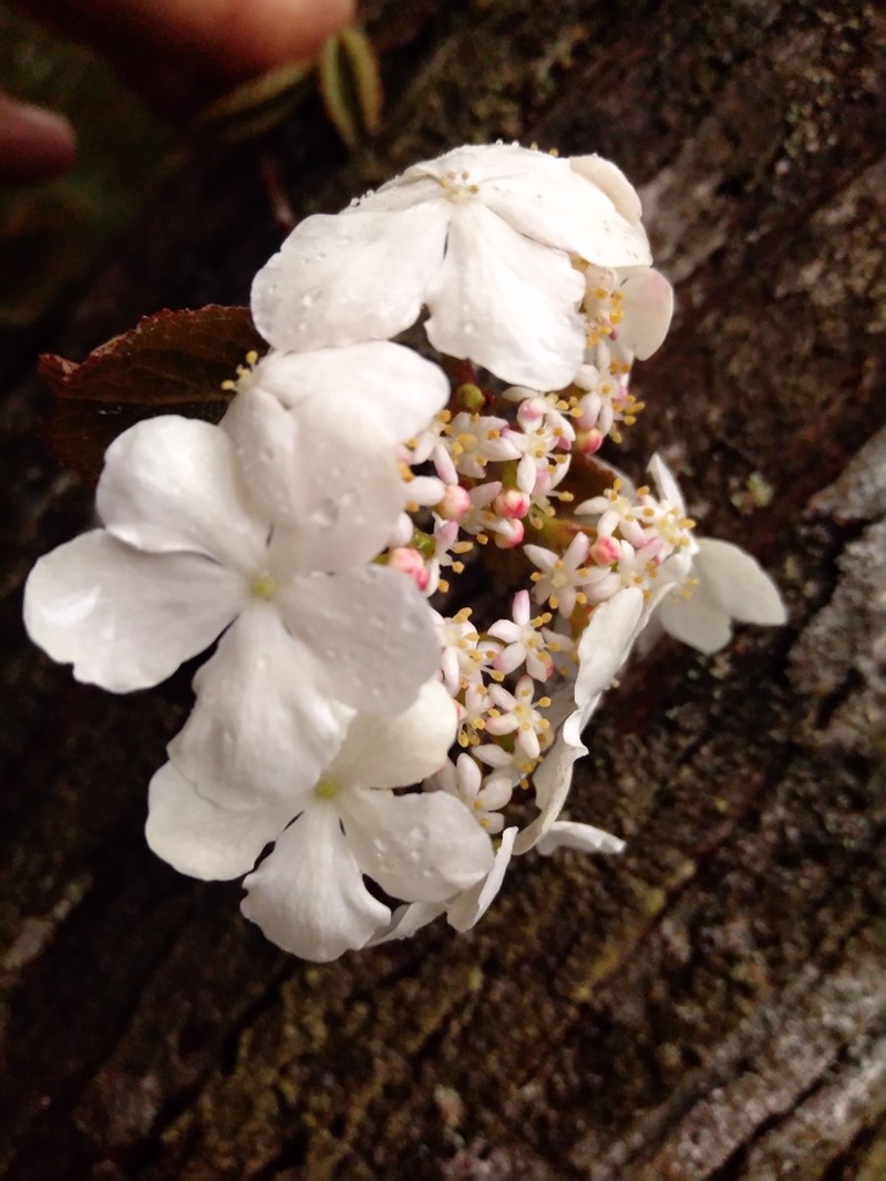 Viburnum furcatum photo 7
