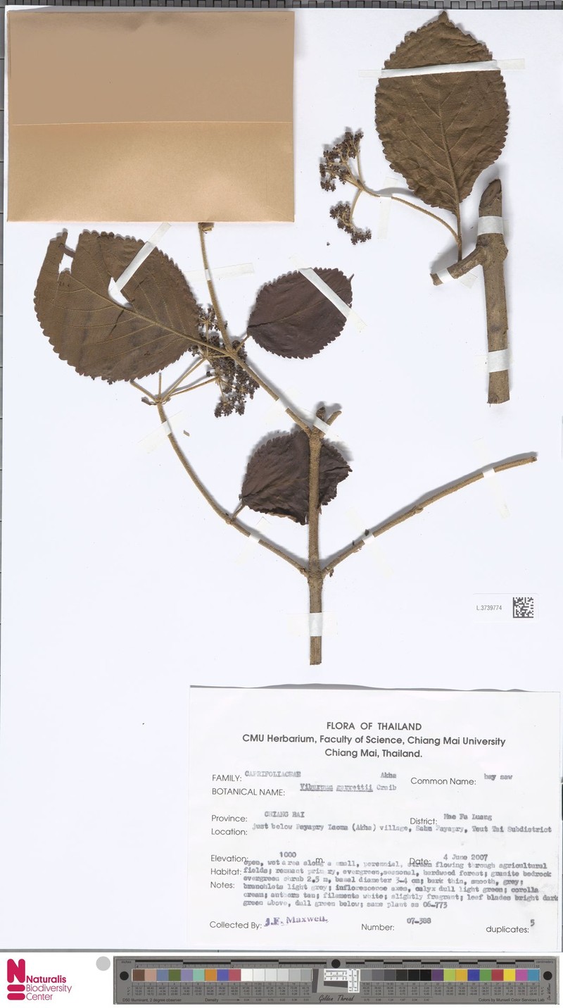 Viburnum garrettii