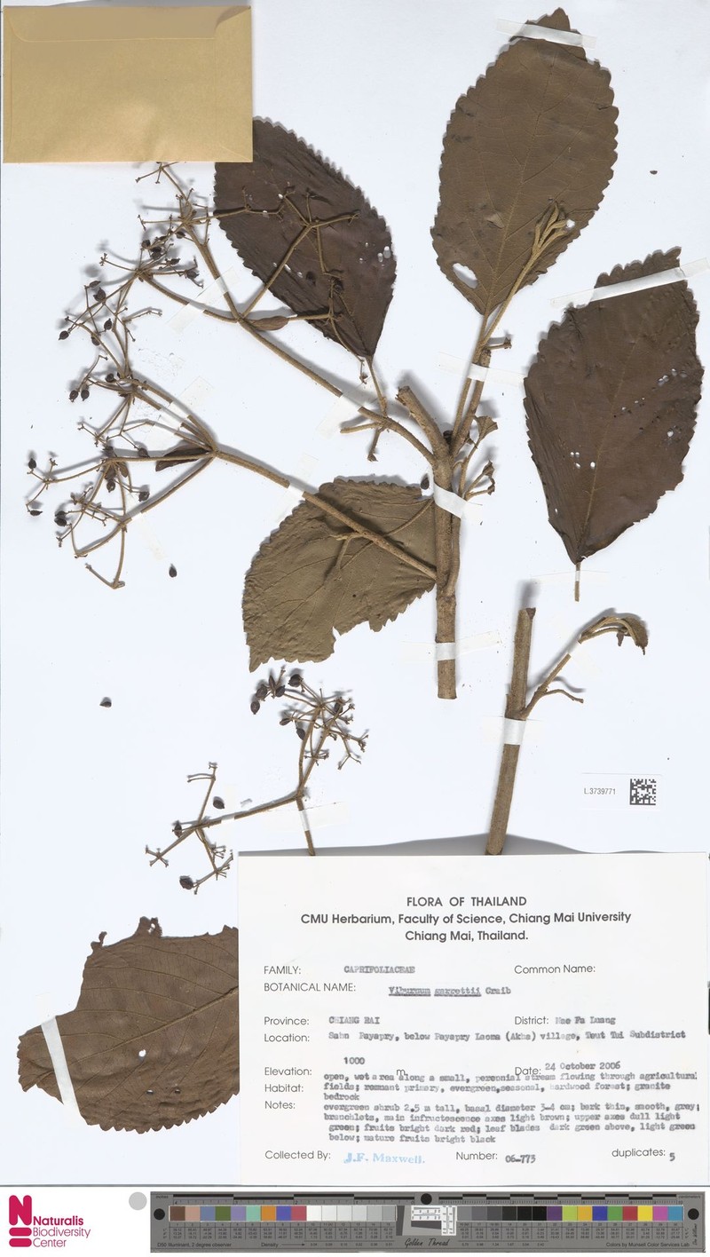 Viburnum garrettii photo 2