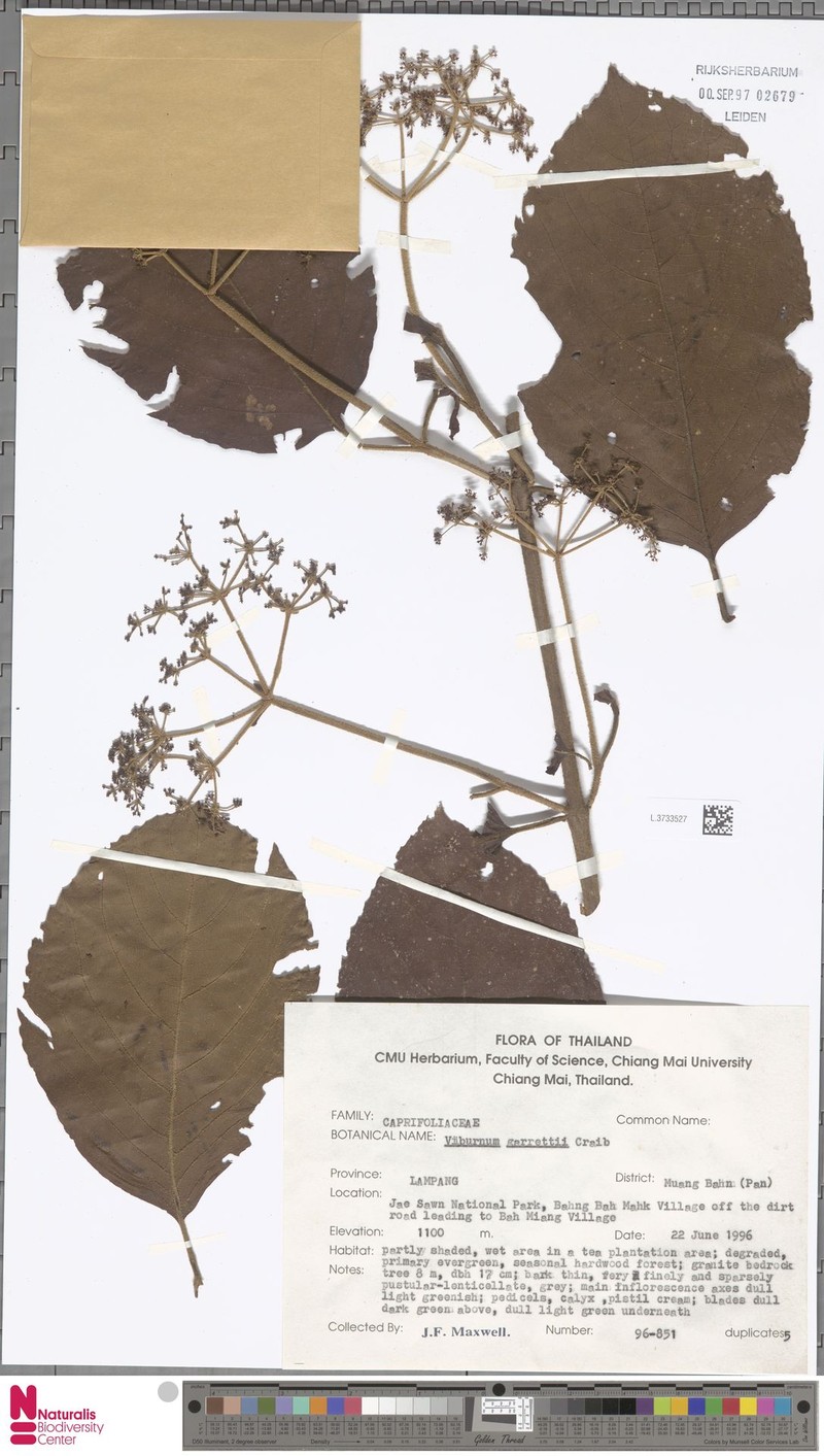 Viburnum garrettii photo 3