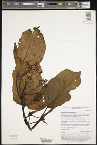 Viburnum glaberrimum