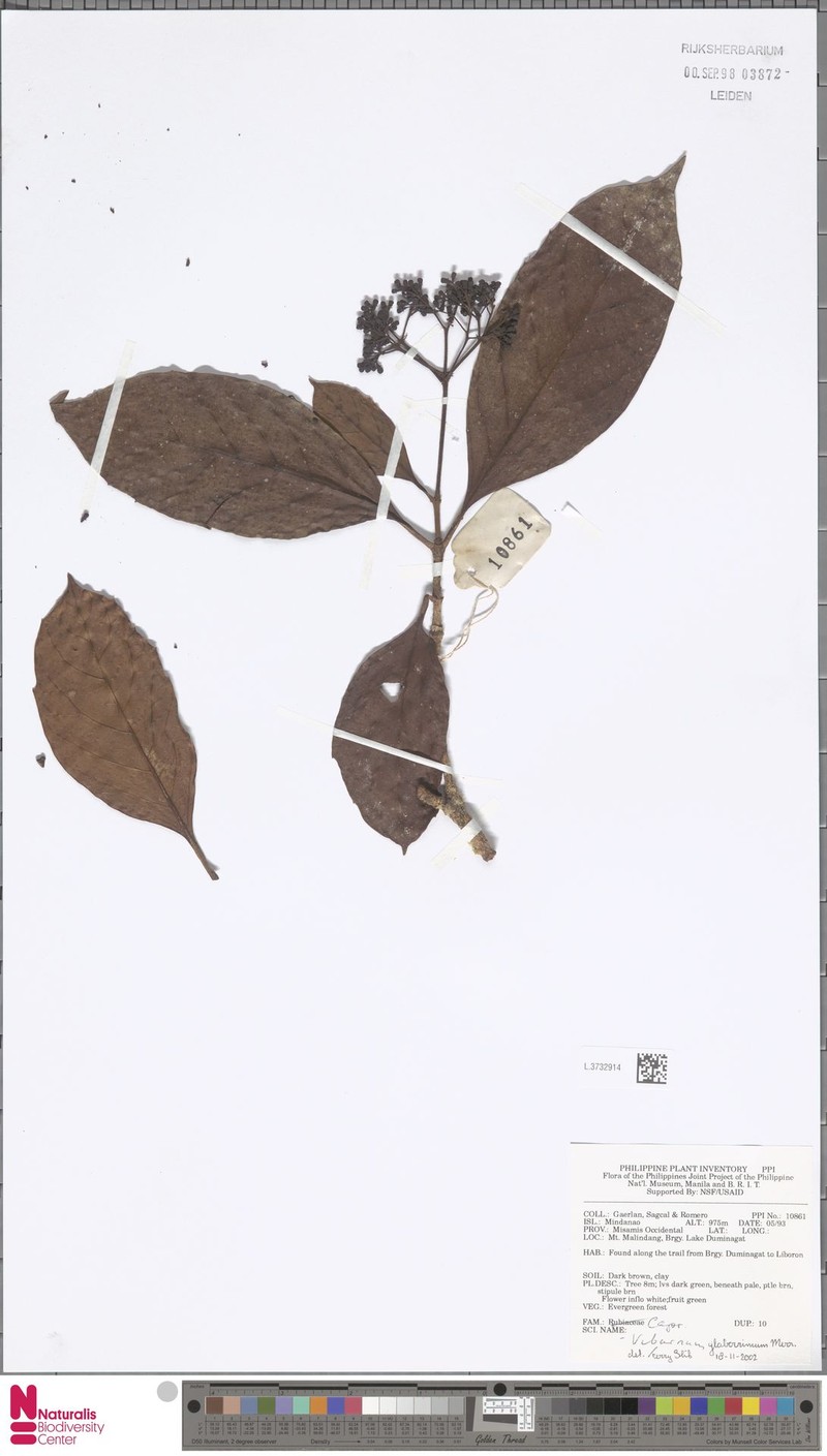 Viburnum glaberrimum photo 2