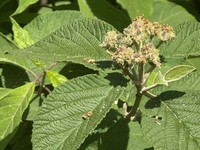 Viburnum glomeratum