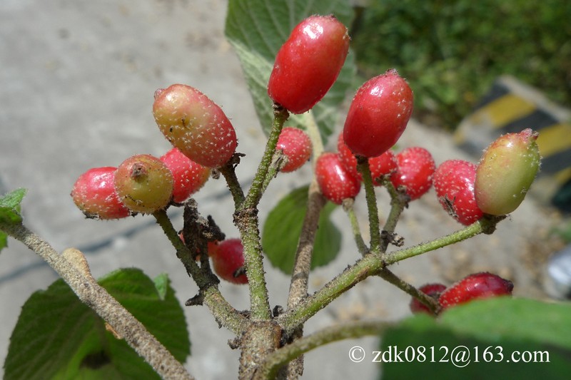 Viburnum glomeratum photo 2