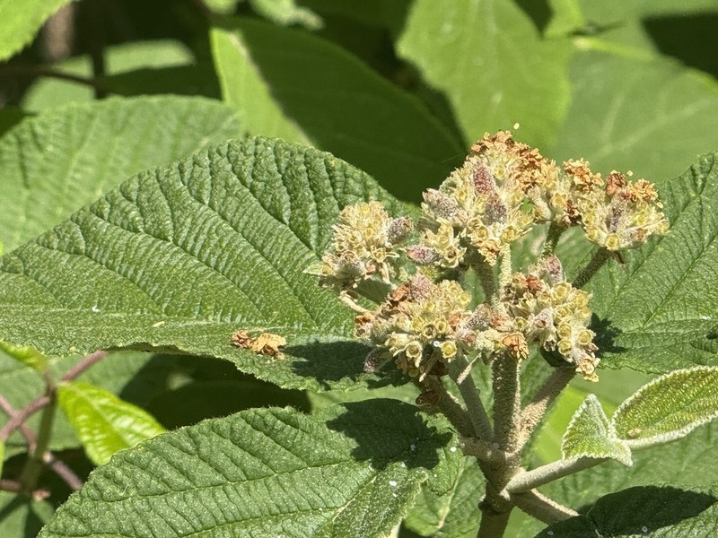 Viburnum glomeratum photo 3