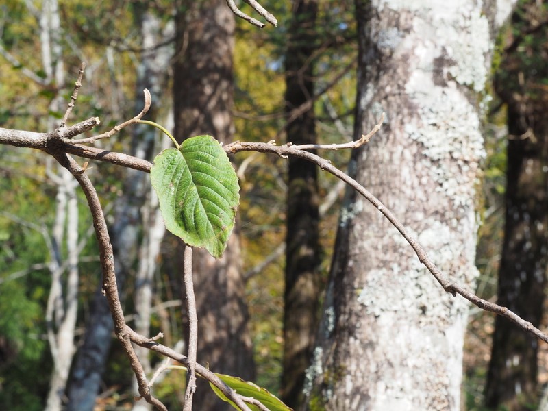 Viburnum glomeratum photo 4