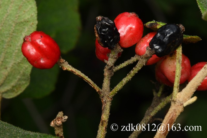 Viburnum glomeratum photo 5