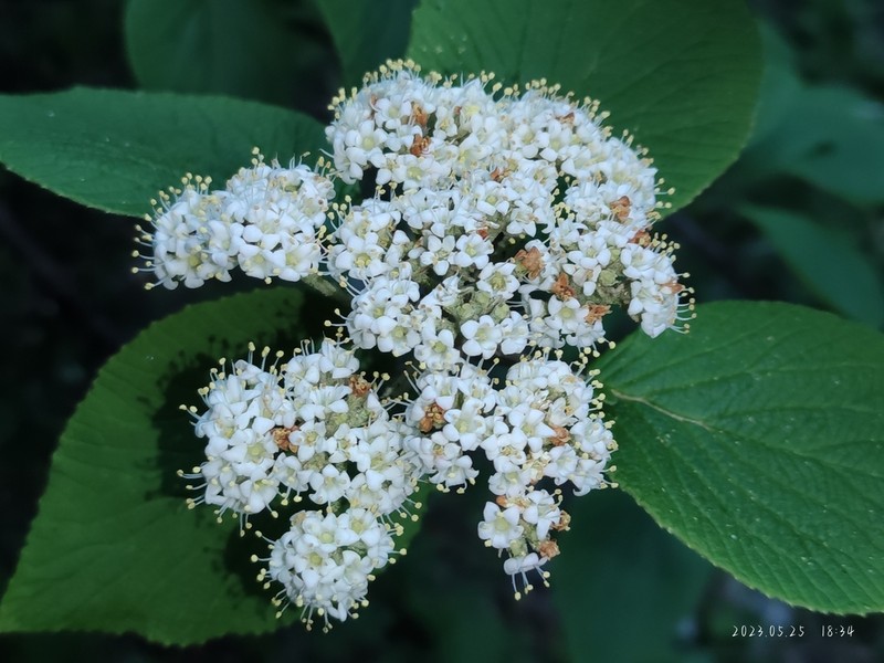Viburnum glomeratum photo 6