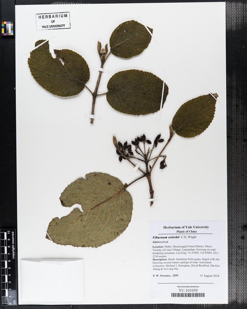Viburnum glomeratum photo 8