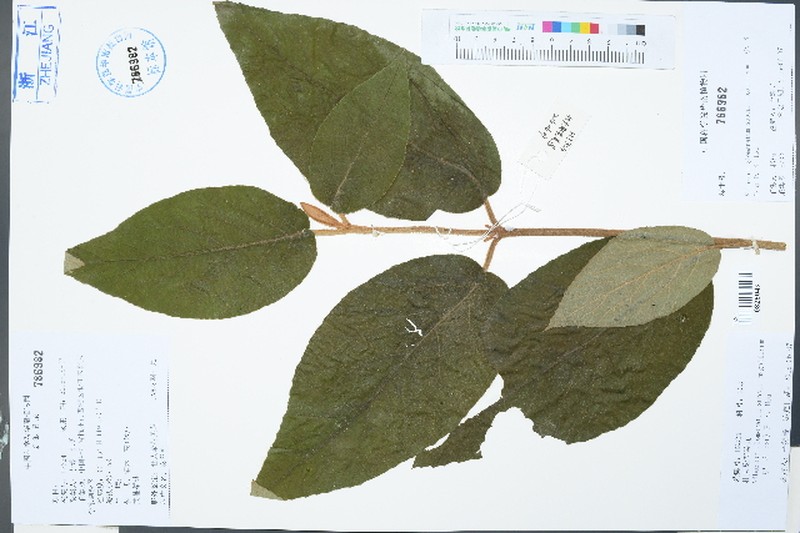 Viburnum glomeratum subsp. magnificum