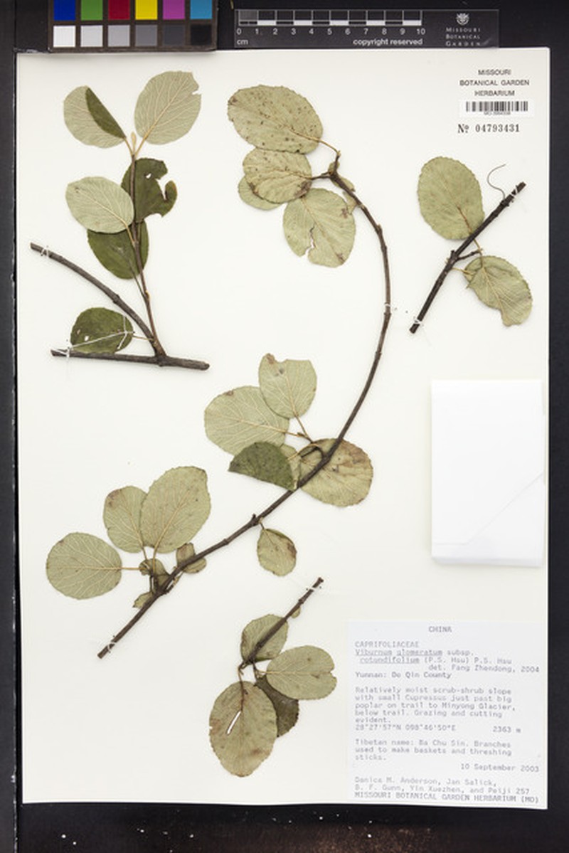 Viburnum glomeratum subsp. rotundifolium