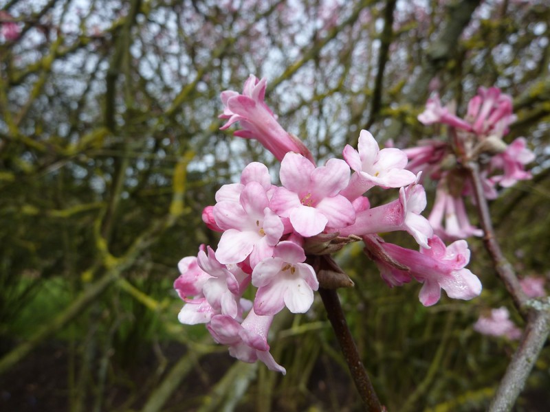 Viburnum grandiflorum