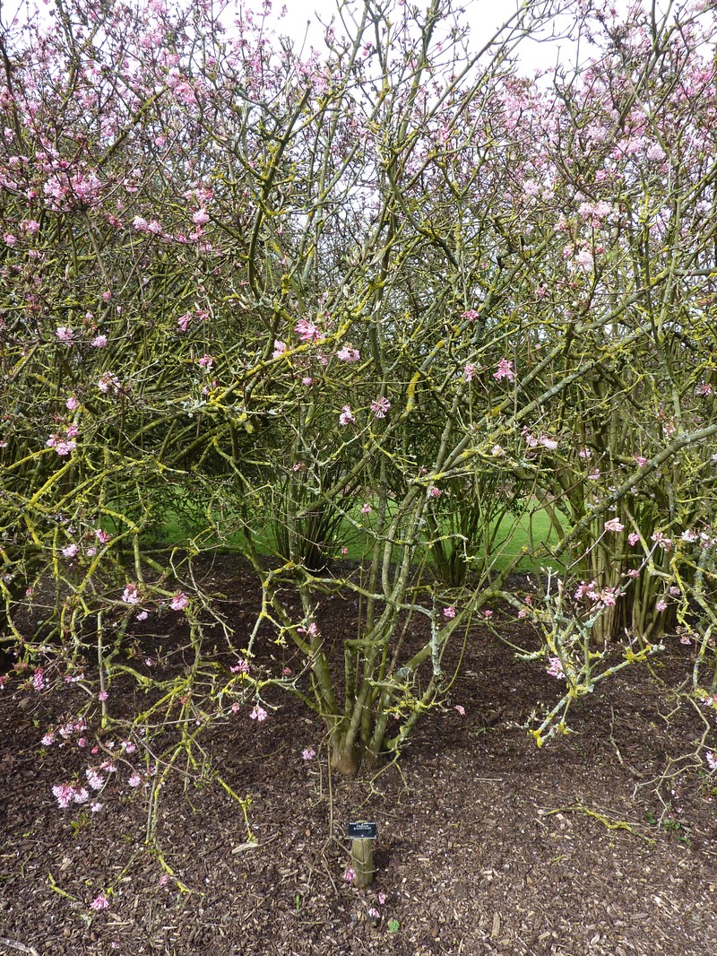 Viburnum grandiflorum photo 2