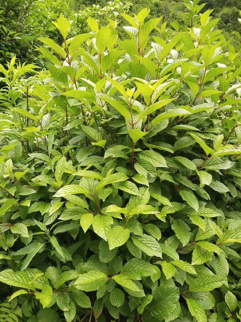 Viburnum grandiflorum photo 3