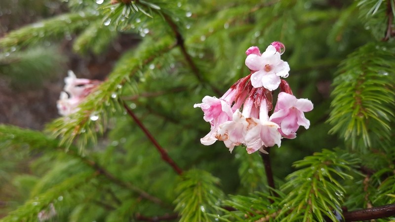 Viburnum grandiflorum photo 4