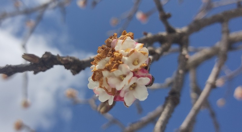 Viburnum grandiflorum photo 6