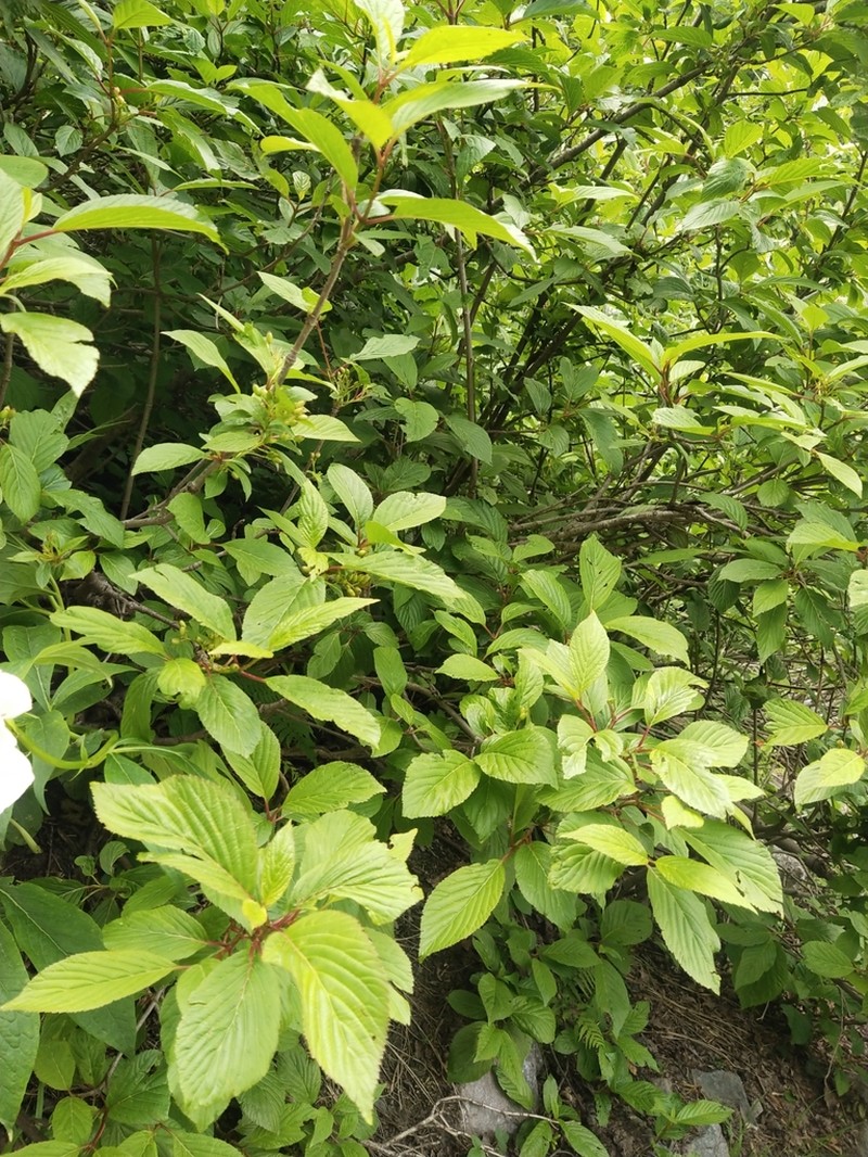 Viburnum grandiflorum photo 7