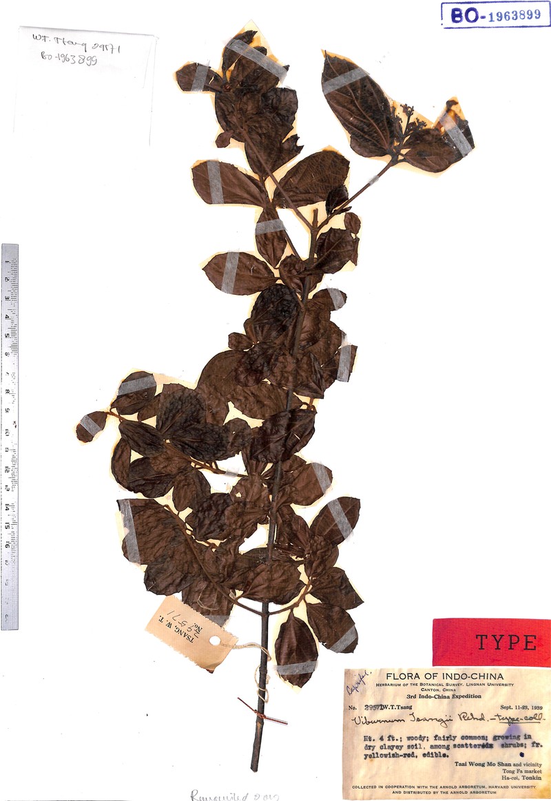 Viburnum hainanense
