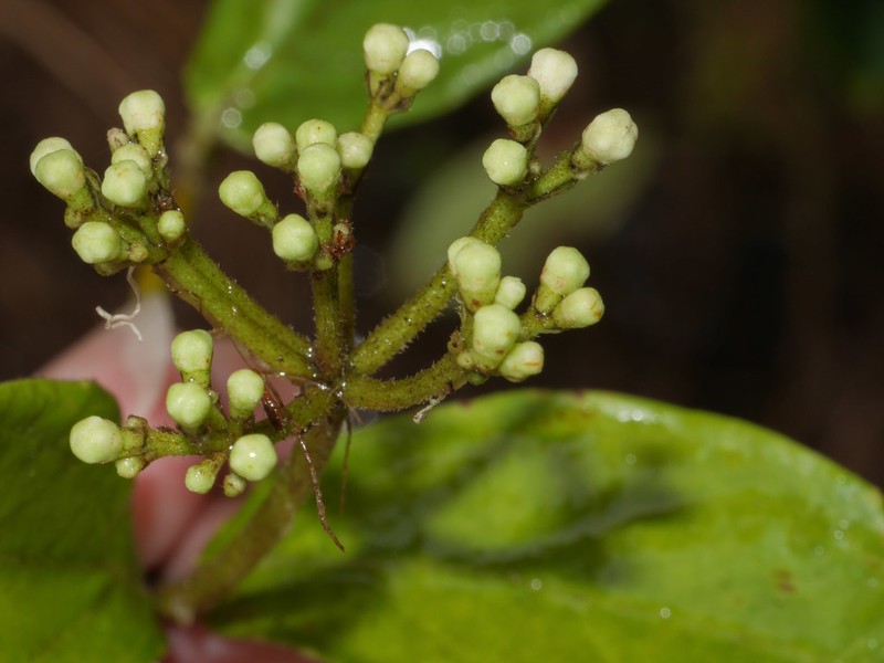 Viburnum hallii