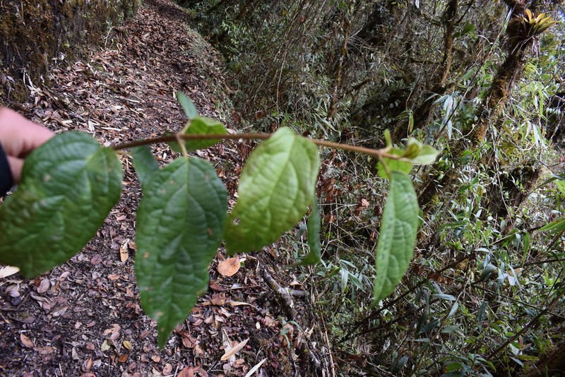 Viburnum hallii photo 2