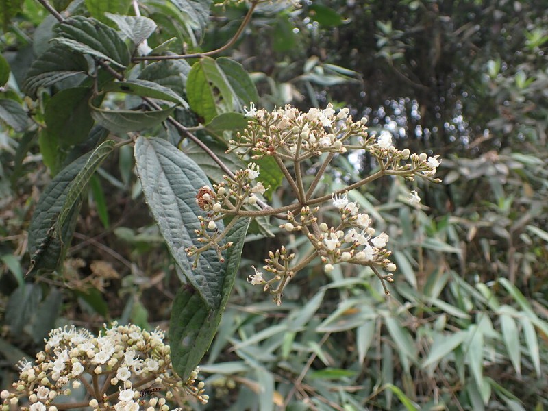 Viburnum hallii photo 3