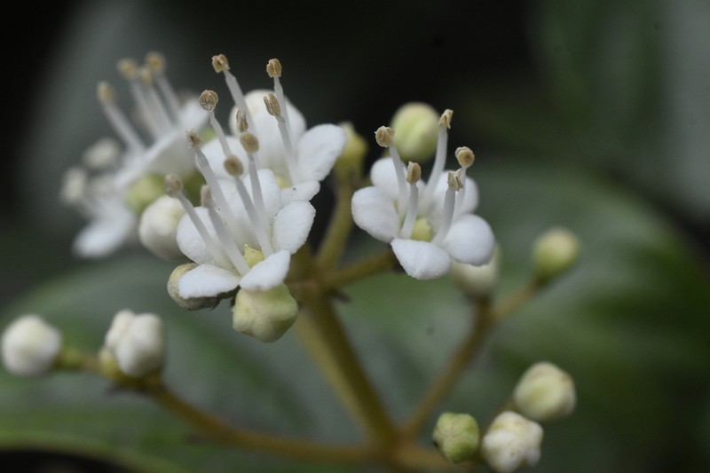 Viburnum hallii photo 4