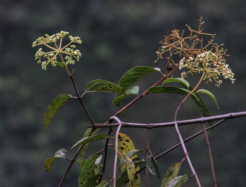 Viburnum hallii photo 5