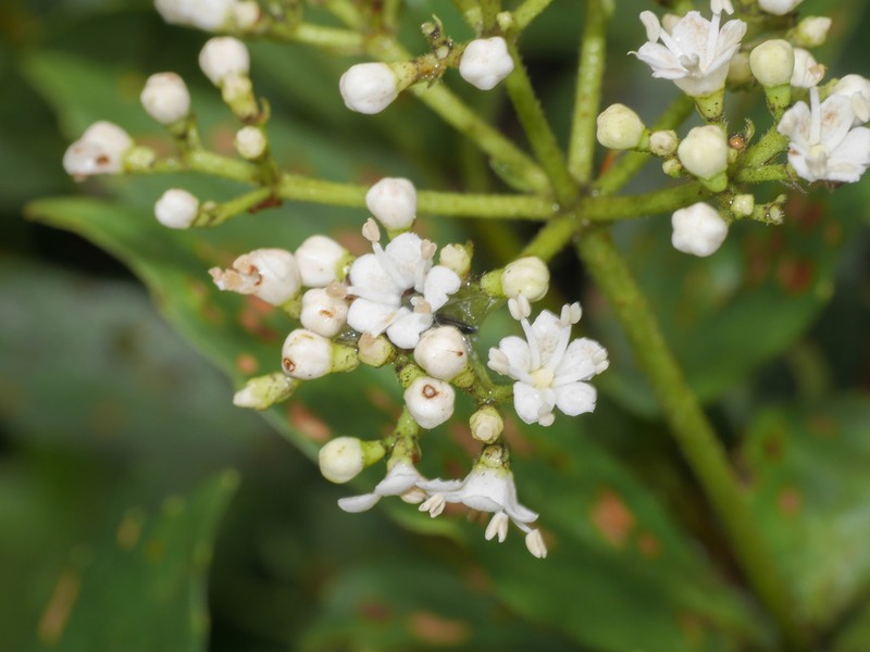 Viburnum hallii photo 6