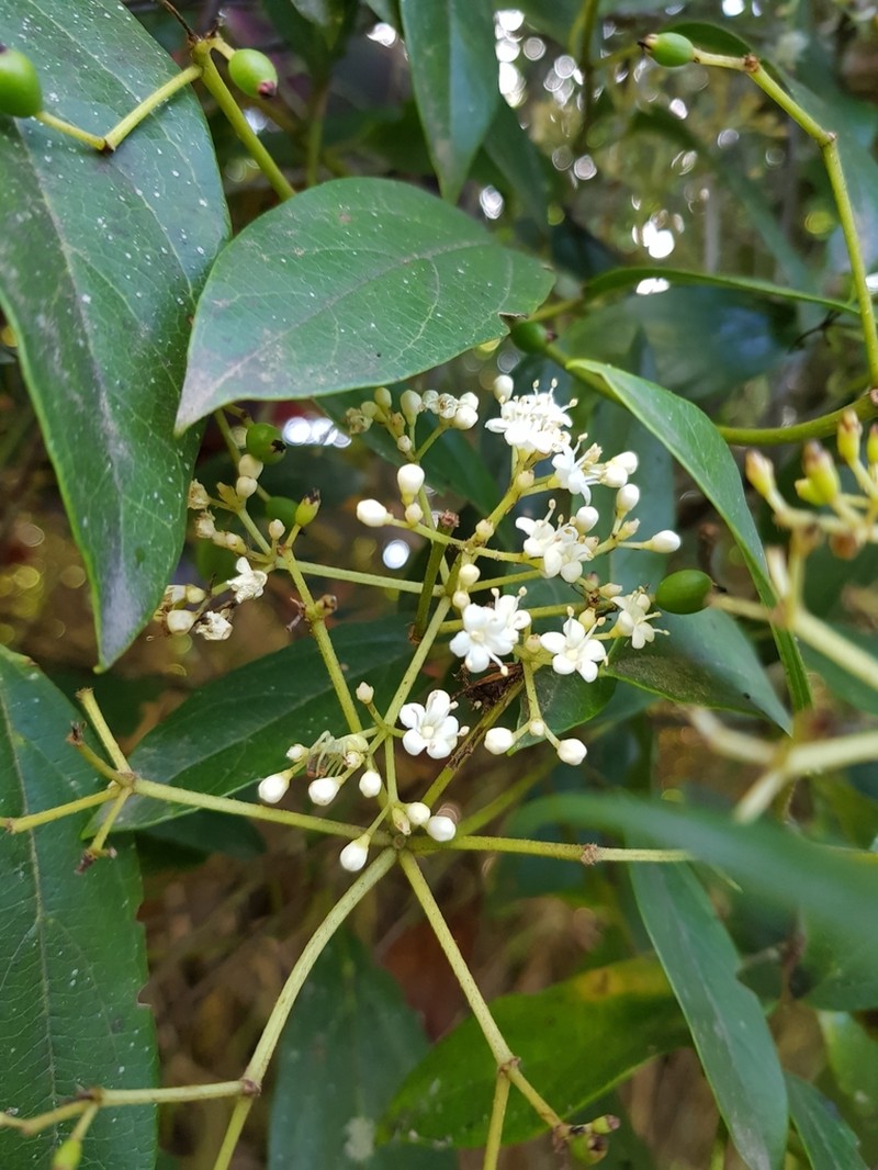 Viburnum hallii photo 7