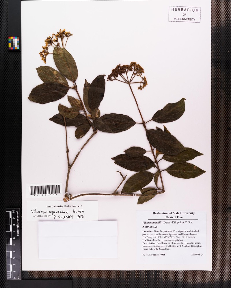 Viburnum hallii photo 8