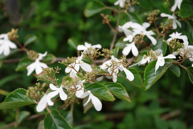 Viburnum hanceanum