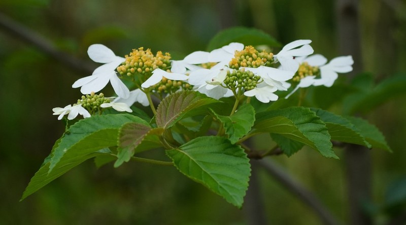 Viburnum hanceanum photo 2