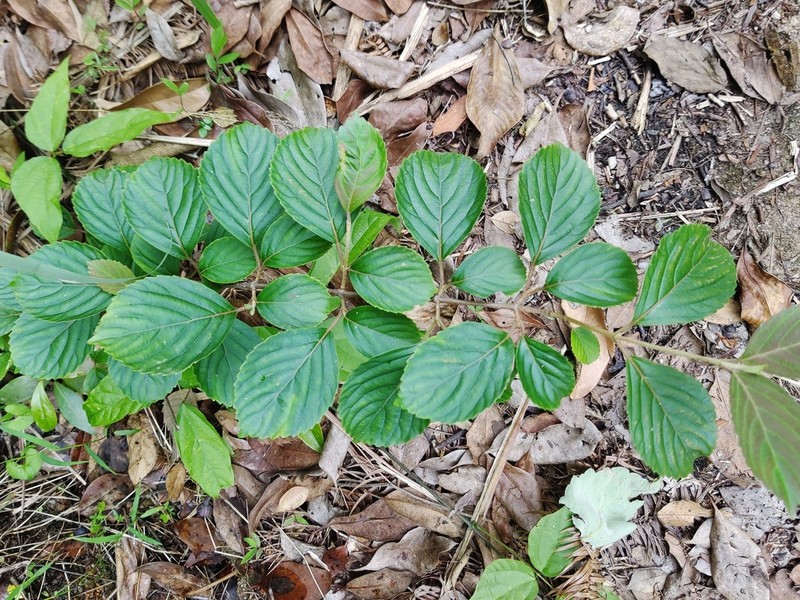 Viburnum hanceanum photo 3