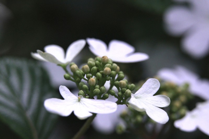 Viburnum hanceanum photo 4
