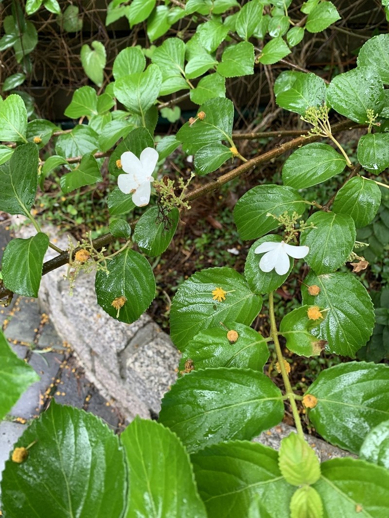 Viburnum hanceanum photo 5