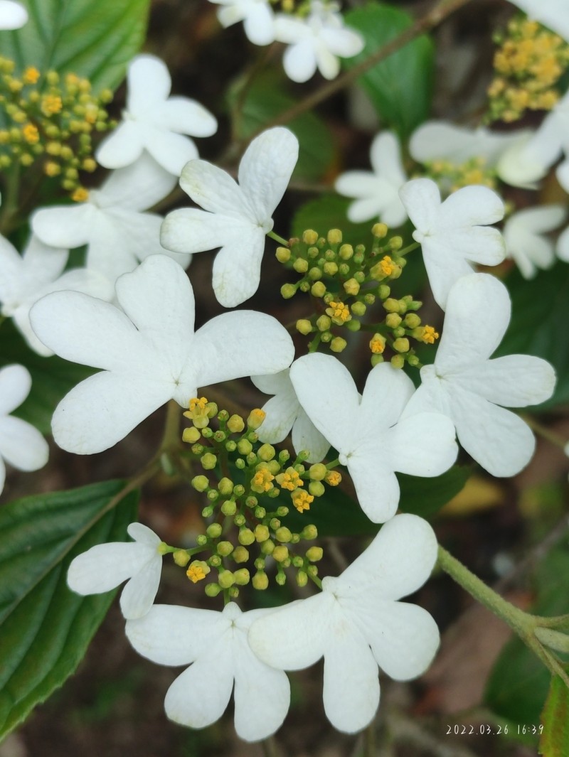 Viburnum hanceanum photo 6