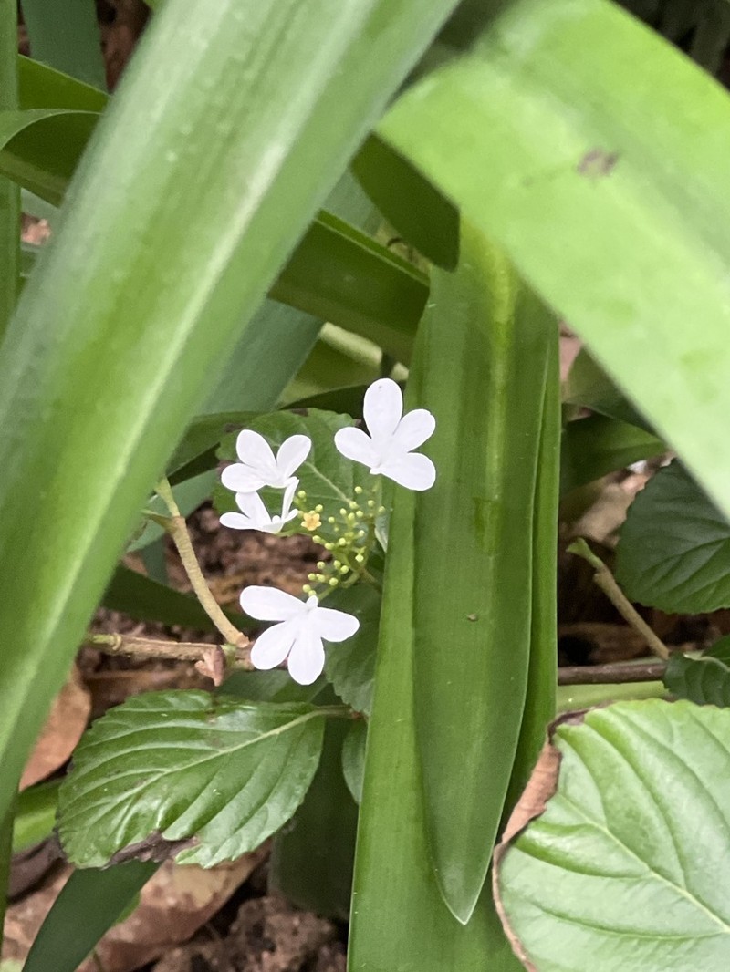 Viburnum hanceanum photo 8