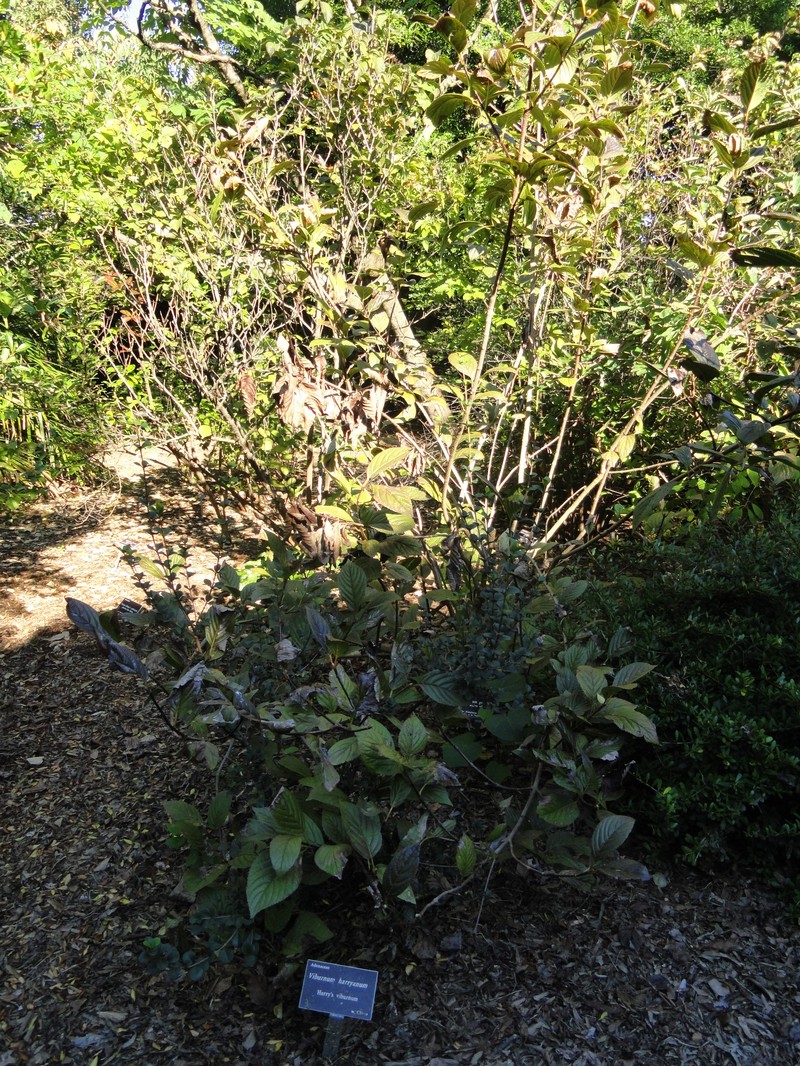 Viburnum harryanum