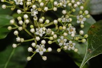 Viburnum hartwegii