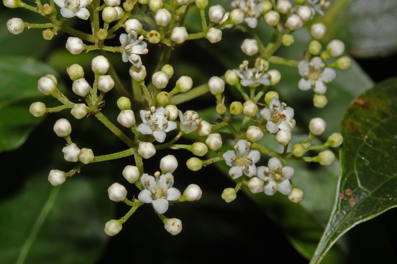 Viburnum hartwegii