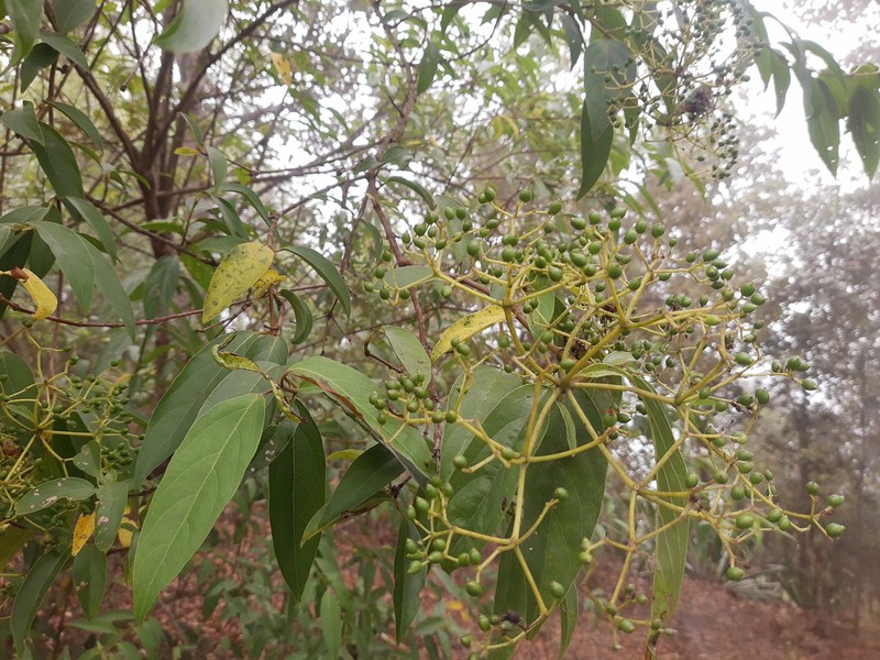 Viburnum hartwegii photo 2