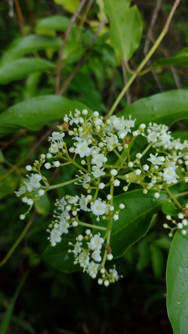 Viburnum hartwegii photo 4