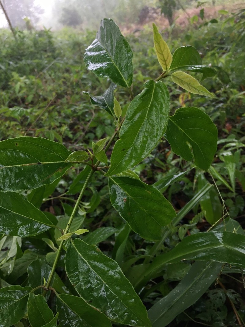 Viburnum hartwegii photo 6