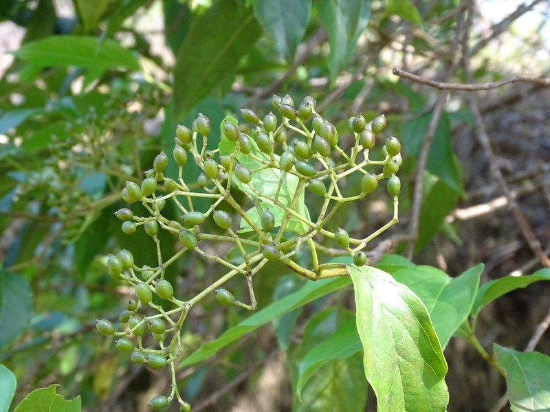 Viburnum hartwegii photo 7