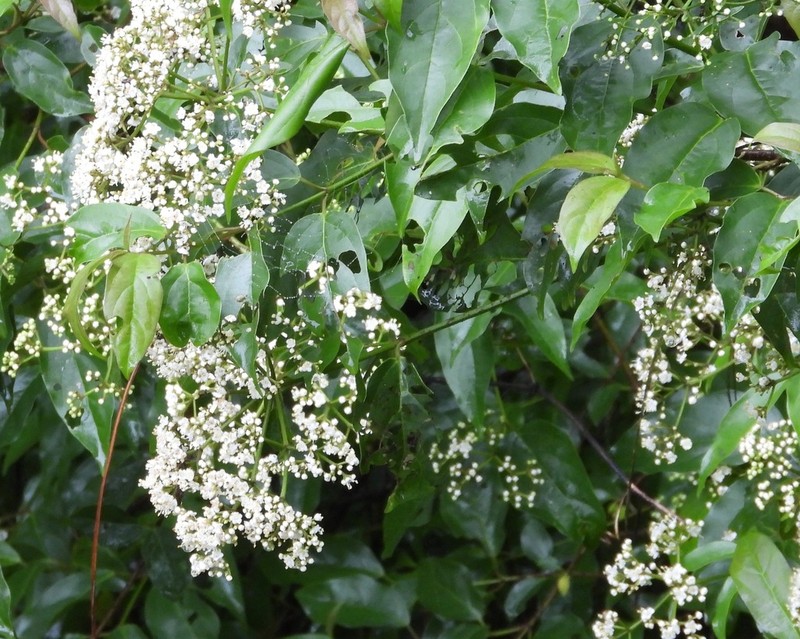 Viburnum hartwegii photo 8