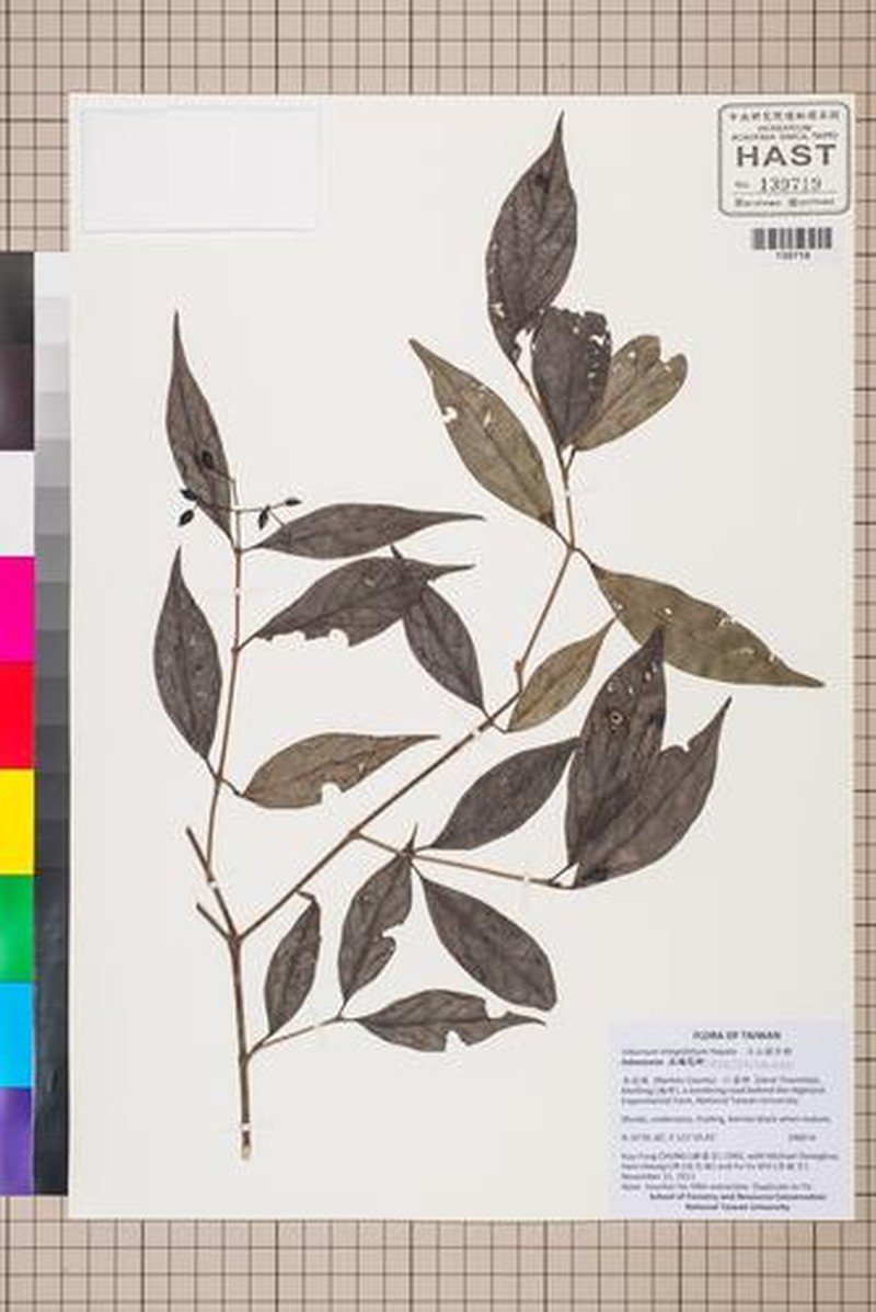 Viburnum hayatae